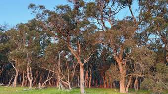 Farm Property for Sale - 13 Northey Retreat Mount Barker WA 6324