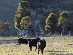 Farm Property for Sale - 394 Range Hills Road Bathurst NSW 2795