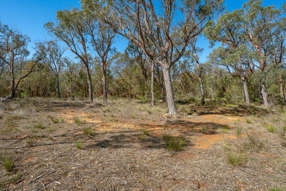 Farm Property for Sale - 55 Gumnut Crescent Bungonia NSW 2580