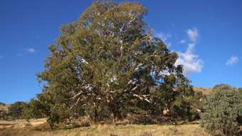 Farm Property for Sale - 355 Gallymont Road Mandurama NSW 2792