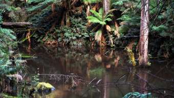 Farm Property for Sale - 10 Old Ocean Road Lavers Hill VIC 3238