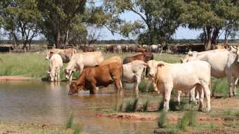 Farm Property for Sale - 0 Arlington Mitchell QLD 4465