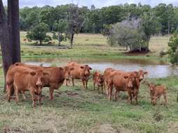 Farm Property for Sale - 725 Mount Mceuen Road Wondai QLD 4606