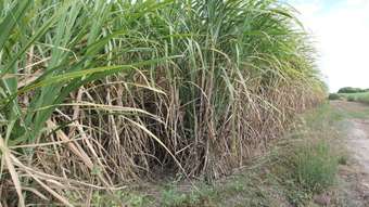 Farm Property for Sale - 124 Fredericksfield Road, Fredericksfield Home Hill QLD 4806