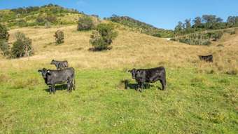 Farm Property for Sale - 7748 Oxley Highway Mount Seaview NSW 2446