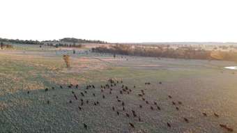 Farm Property for Sale -  Loch Lomond Road Gooloogong NSW 2805