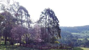 Farm Property for Sale - 1956 Old Deervale Loop Road Deer Vale NSW 2453