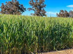 Farm Property for Sale - "The Brook 266 Tetlow Road Cranbrook WA 6321