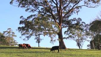 Farm Property for Sale - Upper Rollands Plains NSW 2441