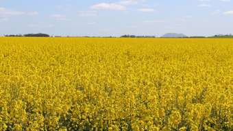 Farm Property for Sale -  Cnr Camperdown-Foxhow Road &amp; Bakers Lane Foxhow VIC 3323