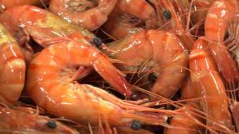 Farm Property for Sale - 371 School Road Palmers Island NSW 2463