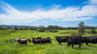 Farm Property for Sale - 673 Summer Hill Road Vacy NSW 2421