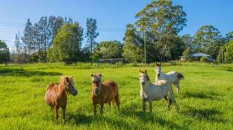 Farm Property for Sale - 41 kendall rd Kendall NSW 2439
