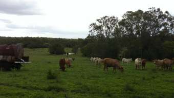 Farm Property for Sale - Childers QLD 4660