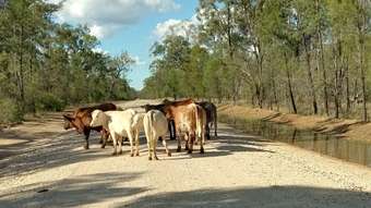 Farm Property for Sale - Lots 1 &am Yagaburne-Boondandilla Road Boondandilla QLD 4406