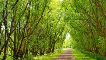 Farm Property for Sale - 899 Stonefield Lane Penshurst VIC 3289