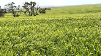 Farm Property for Sale - 2750 Cantabilling Road Hill River WA 6521