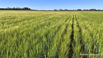 Farm Property for Sale - 1650 Dulyalbin Road South Bodallin WA 6424