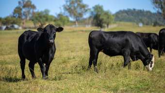 Farm Property for Sale - 244 Sheep Station Creek Road Bingara NSW 2404