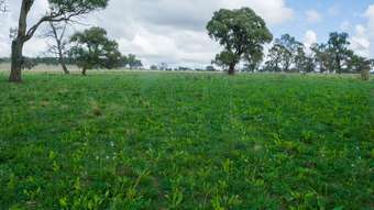 Farm Property for Sale - &amp;apos; Oxley Highway Walcha NSW 2354
