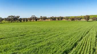 Farm Property for Sale -  Bumbaldry Road Greenethorpe NSW 2809