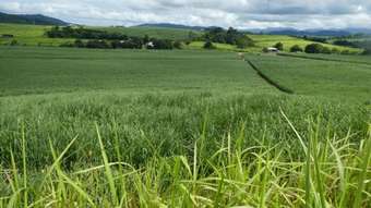 Farm Property for Sale - Camp Creek QLD 4871