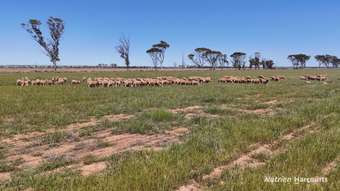 Farm Property for Sale - . Doodlakine South Road South Doodlakine WA 6411