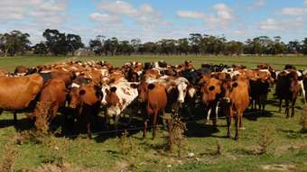 Farm Property for Sale - 1878 Cannawigara Road Bordertown SA 5268