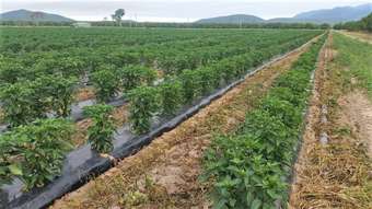 Farm Property for Sale - 76 Mango Avenue Horseshoe Lagoon QLD 4809