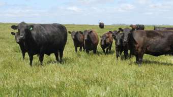 Farm Property for Sale - 80 Beal Road Irrewarra VIC 3249