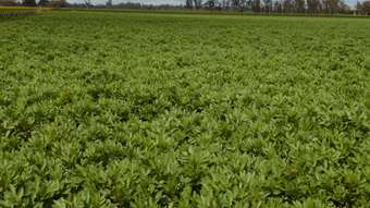 Farm Property for Sale - Proposed L Six Mile Well Road Bordertown SA 5268