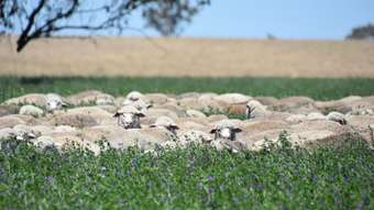 Farm Property for Sale - 1507 Pine Mount Road Woodstock NSW 2793