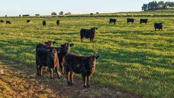 38 Tallawonga Road Elong Elong NSW 2831