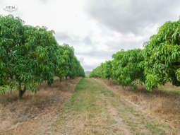 Dimbulah QLD 4872
