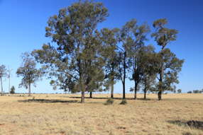 Roma QLD 4455