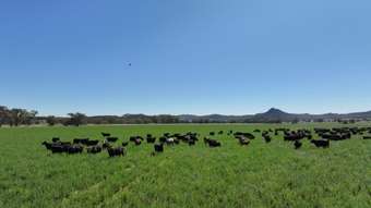 Farm Property for Sale - 1428 Guinema Road Bugaldie NSW 2357