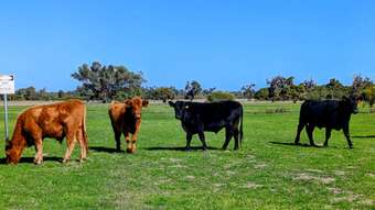 Farm Property for Sale - 897 Brand Highway Muchea WA 6501