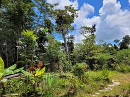 Lot 213 Kelly Road Ellinjaa QLD 4886