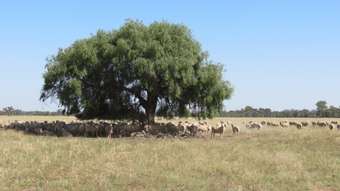 Farm Property for Sale - "Cardew" 3349 Collie Road Dubbo NSW 2830