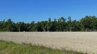 Farm Property for Sale - Cowley QLD 4871