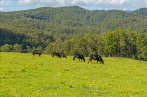 669 Costigans Road Yarras NSW 2446