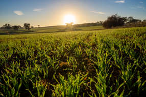 1629 Darby Falls Road Cowra NSW 2794