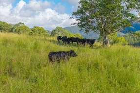40 Ready Money Road Upper Rollands Plains NSW 2441
