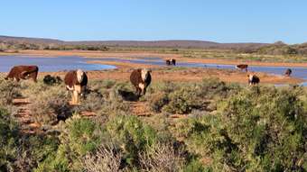 Farm Property for Sale - Cunyu Station Wiluna WA 6646