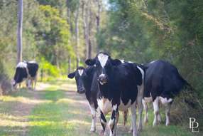 1170 Greenwell Point Road Pyree NSW 2540