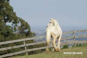 Farm Property for Sale - 482 Old Whitelaws Track Devon North VIC 3971