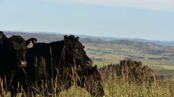 Farm Property for Sale - 831 Ophir Road Bathurst NSW 2795