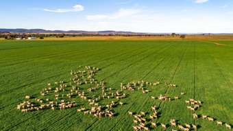 Farm Property for Sale - 58 Sugarloaf Lane Canowindra NSW 2804