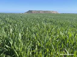 Lot 112 Jackson Road Bowes WA 6535