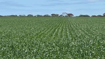 Farm Property for Sale - . "Price&amp;apos;s" Mukinbudin WA 6479